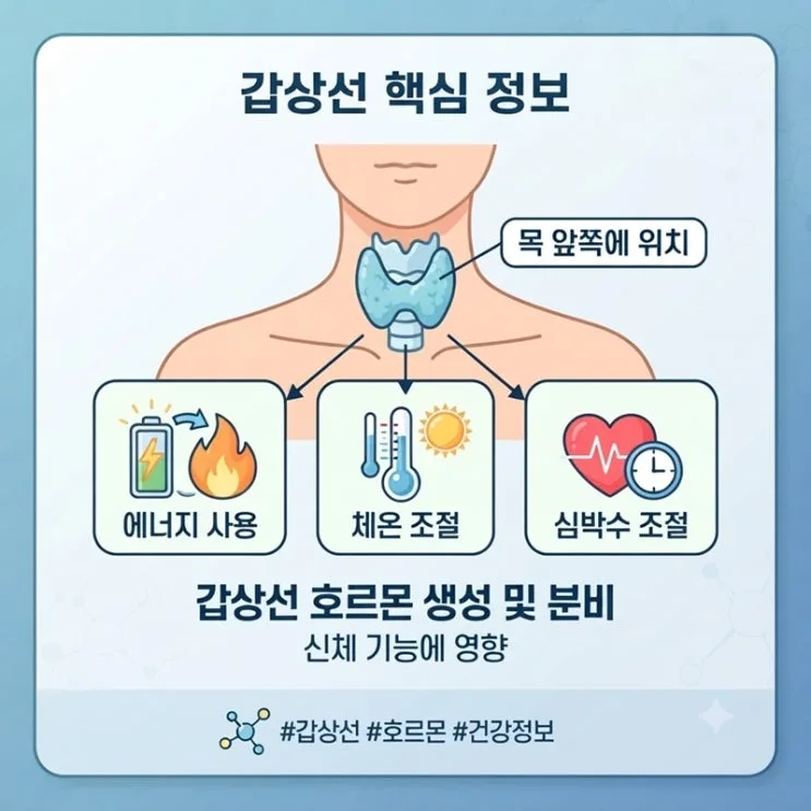 갑상선 약 저하증 항진증 성분 종류 부작용 정보TIP