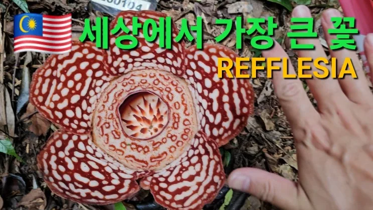 라플레시아 포켓몬 고 꽃 특징 시체꽃 | 말레이시아 보르네오 탐부난 보존지역