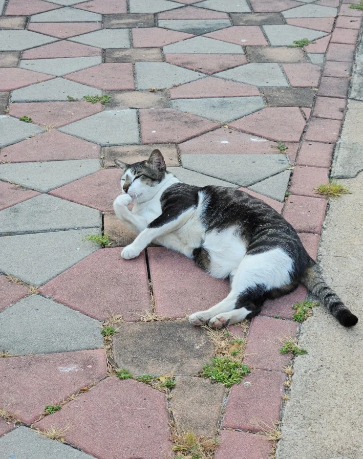 タイ・バンコクのルンピニー公園で動物ウォッチ！猫＆ミズオオトカゲ観察レポ