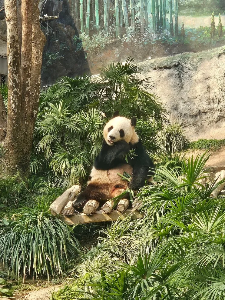 澳門必訪親子景點推薦｜澳門大熊貓館免費入場實測攻略
