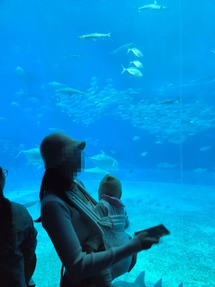 Okinawa Churaumi Aquarium Review: Discount Tickets, Booking Tips, and Visiting with a Baby