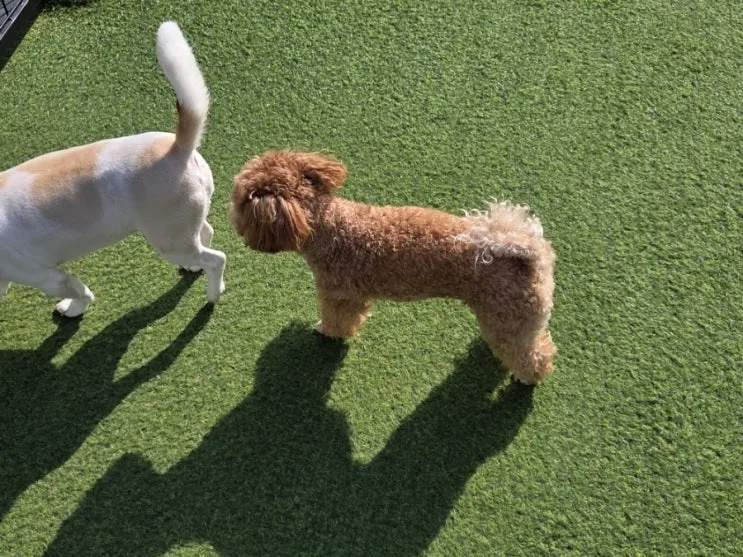 马尔济斯贵宾犬性格解析｜第一次见面就求摸摸，真的这么黏人吗？【韩国加平实测】