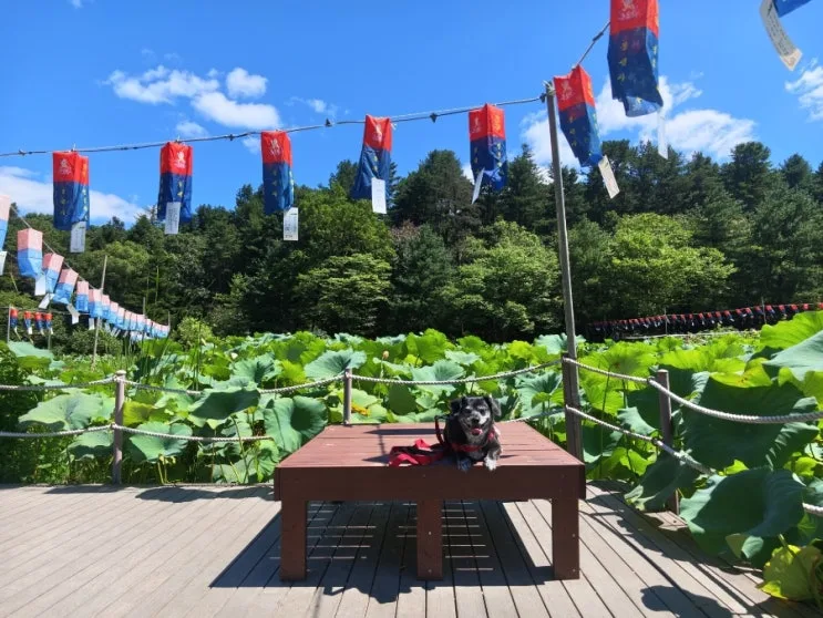 韩国南杨州奉先寺实测｜带狗也能参加的禅冥想节攻略