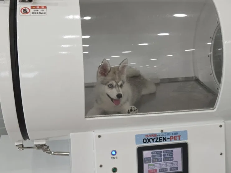 Pomsky体型攻略｜别把它当小型犬，领回家后才发现会长大